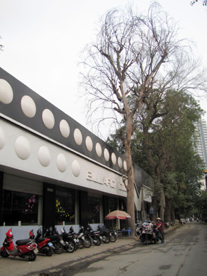 Hai cây xà cừ chết bất thường trên phố Phó Đức Chính (quận Ba Đình, Hà Nội)