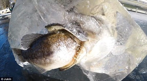 Lao xuống nước săn mồi, chim bói cá lập tức bị... đóng băng ảnh 6