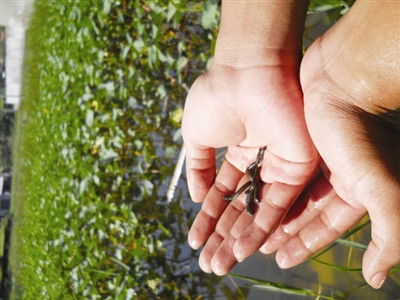 Người dân đổ xô đi 