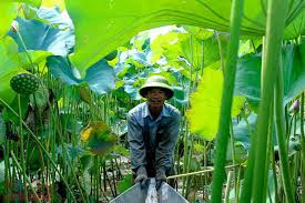 Vựa sen lớn nhất miền Bắc nằm ở đâu?