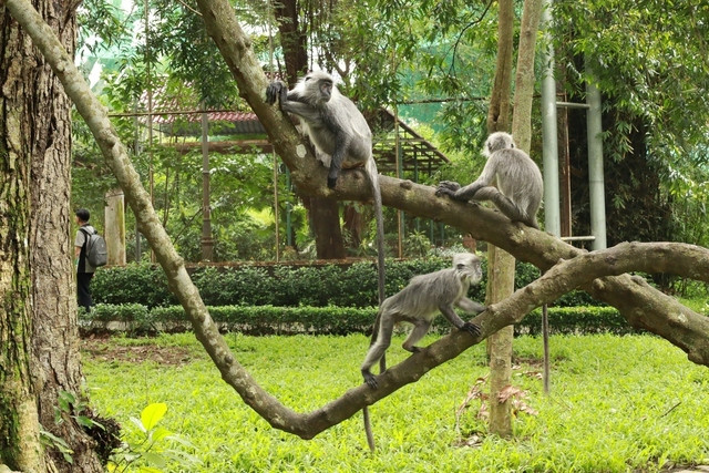 Đàn vọoc xám bạc quý hiếm. Ảnh: NGỌC QUÝ