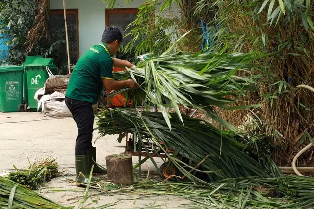 Nhân viên Thảo Cầm Viên Sài Gòn cắt cỏ cho đàn thú
