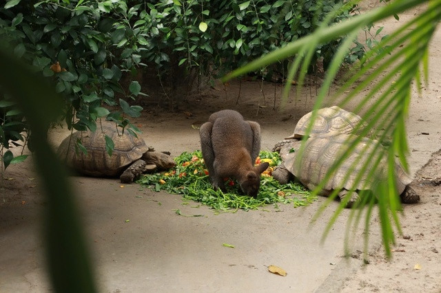 Rùa và chuột túi đang ăn rau củ