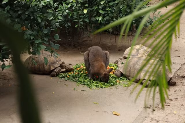 Rùa và chuột túi đang ăn rau củ