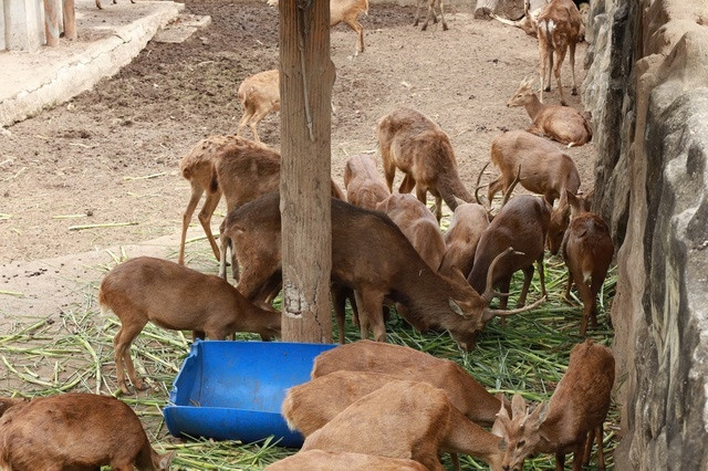 Bầy nai ở Thảo Cầm Viên