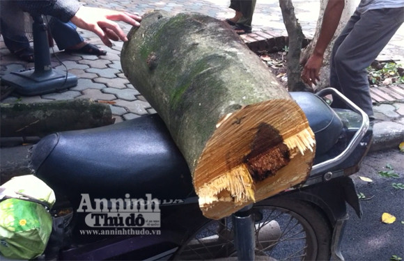 Rõ ràng khúc thân này to, có nhiều lõi đỏ giá trị. Rõ ràng khúc thân này to, có nhiều lõi đỏ giá trị