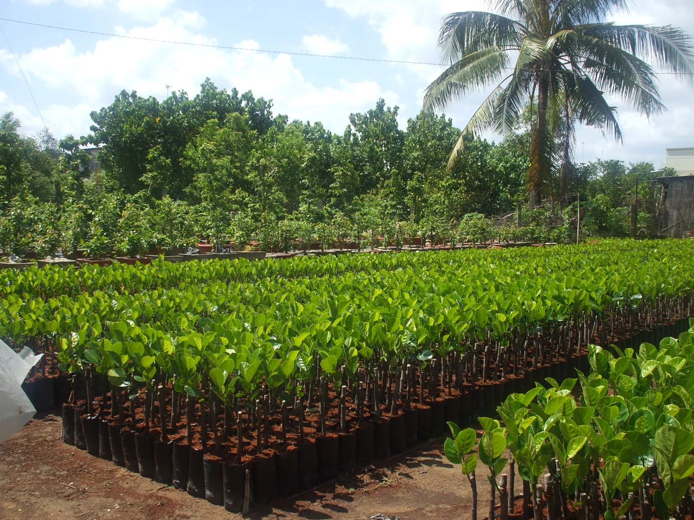 Ảnh minh họa. Nguồn: Internet