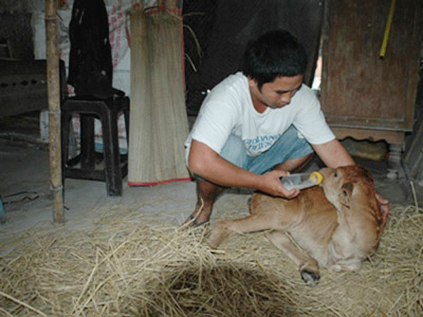 Anh Hưởng cho bê bú sữa bình 