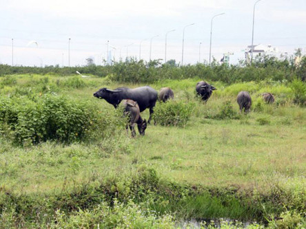 Nhiều dự án không khả thi, thời gian triển khai kéo dài đã làm ảnh hưởng đến quyền lợi người dân, lãng phí quỹ đất. Ảnh: Đình Sơn