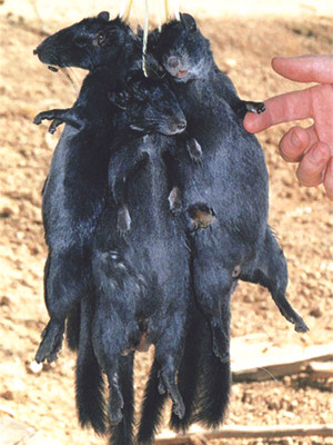 Bẫy được đặt ở những hốc đá nơi có dấu vết của loài chuột đá sinh sống