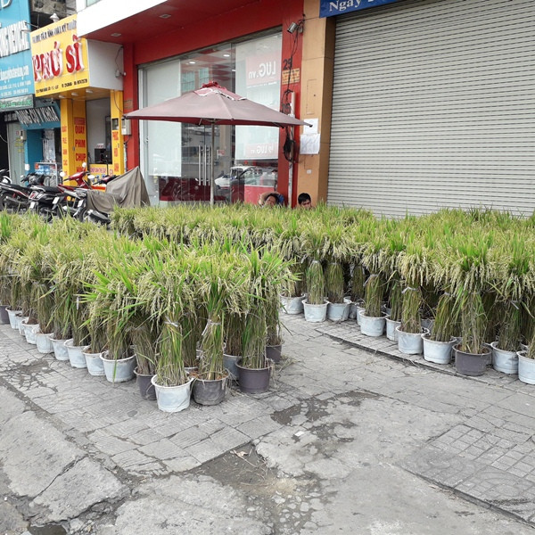 Người Sài Gòn mua lúa kiểng về chưng Tết ảnh 1