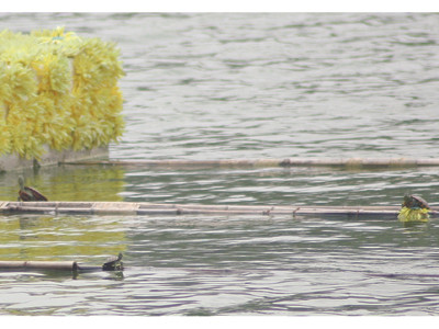 Hồ Gươm ngày càng nhiều rùa tai đỏ 