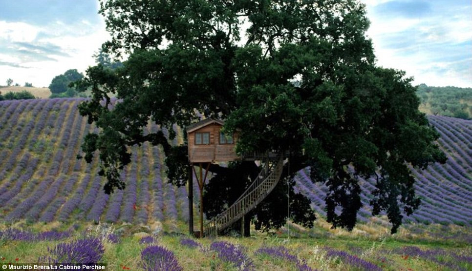 Ngôi nhà cây ở Lazio phía bắc của Ý, nằm giữa một cây sồi hùng vĩ, bao quanh bởi một cánh đồng hoa oải hương tuyệt đẹp