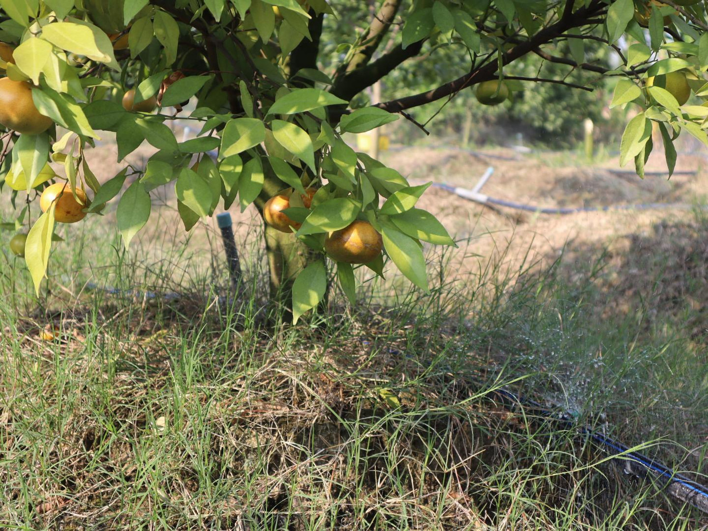 Cam Thất Hùng được trồng theo tiêu chuẩn VietGap, hệ thống tưới tự động nên chất lượng được đánh giá cao Cam Thất Hùng được trồng theo tiêu chuẩn VietGap, hệ thống tưới tự động nên chất lượng được đánh giá cao