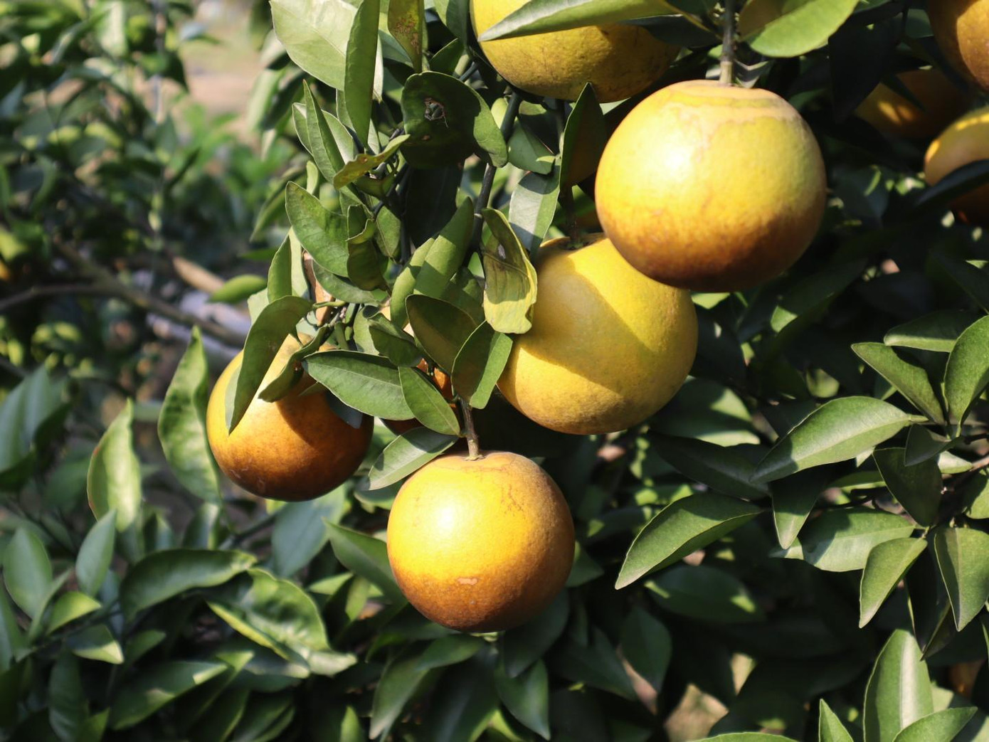 Cam Thất Hùng trái vụ, nhưng mang lại hiệu quả cao, thu nhập hàng trăm triệu đồng cho người dân trong dịp Tết Cam Thất Hùng trái vụ, nhưng mang lại hiệu quả cao, thu nhập hàng trăm triệu đồng cho người dân trong dịp Tết