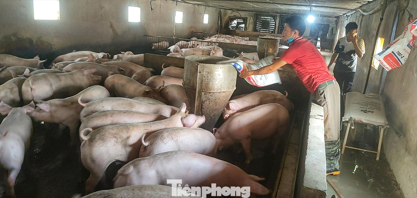 Ông Sáng cho biết, cứ xuất chuồng, gia đình ông lỗ 1 triệu đồng/con