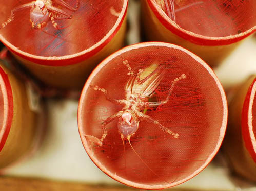 Chợ chim bán cả châu chấu