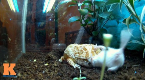 Hay chuột có kích thước nhỏ