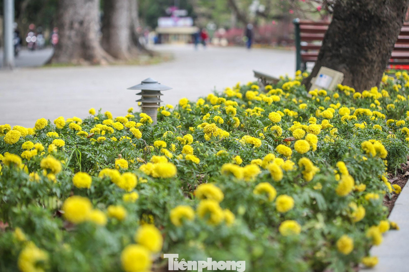 Thảm hoa với nhiều loại khác nhau, đa dạng màu sắc.