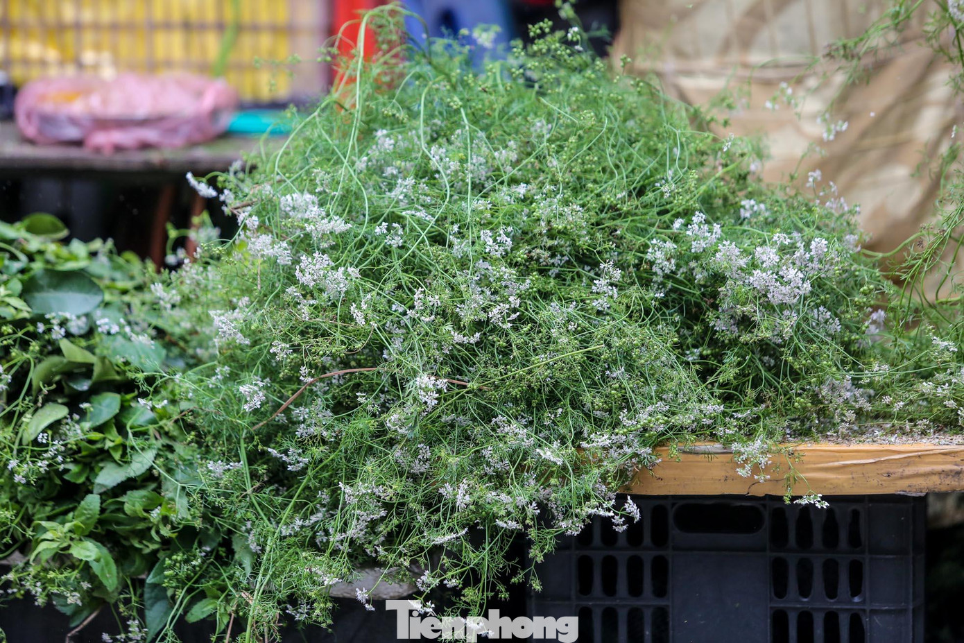 Nước mùi già đun lên có thể tắm thường xuyên, tốt cho người có bệnh ngoài da nhờ tính sát khuẩn tốt. Cây mùi già đun lấy nước để tắm giúp mềm mại và sáng da. Dùng nước mùi già gội đầu giúp tóc bóng đẹp, bớt rụng tóc...