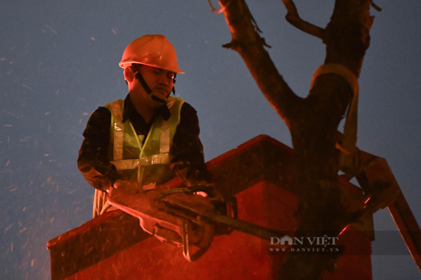 Đơn vị cắt tỉa cây cho biết, trên dải phân cách giữa tuyến đường Hoàng Quốc Việt có hơn 600 cây bóng mát thì đơn vị chịu trách nhiệm di chuyển, chặt hạ 418 cây trong đó sẽ chặt hạ 119 cây cau vua và di chuyển 299 cây. Đơn vị cắt tỉa cây cho biết, trên dải phân cách giữa tuyến đường Hoàng Quốc Việt có hơn 600 cây bóng mát thì đơn vị chịu trách nhiệm di chuyển, chặt hạ 418 cây trong đó sẽ chặt hạ 119 cây cau vua và di chuyển 299 cây.