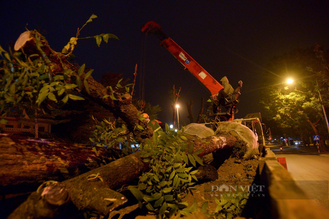 Những gốc cây được cẩu lên xe để di chuyển tới nơi ở mới tại vườn ươm. Những gốc cây được cẩu lên xe để di chuyển tới nơi ở mới tại vườn ươm.