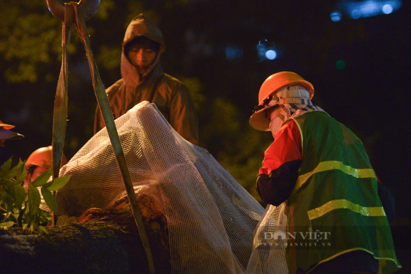 Công nhân sử dụng lưới vải để bọc thân cây tránh hư hỏng trong quá trình di chuyển. Công nhân sử dụng lưới vải để bọc thân cây tránh hư hỏng trong quá trình di chuyển.
