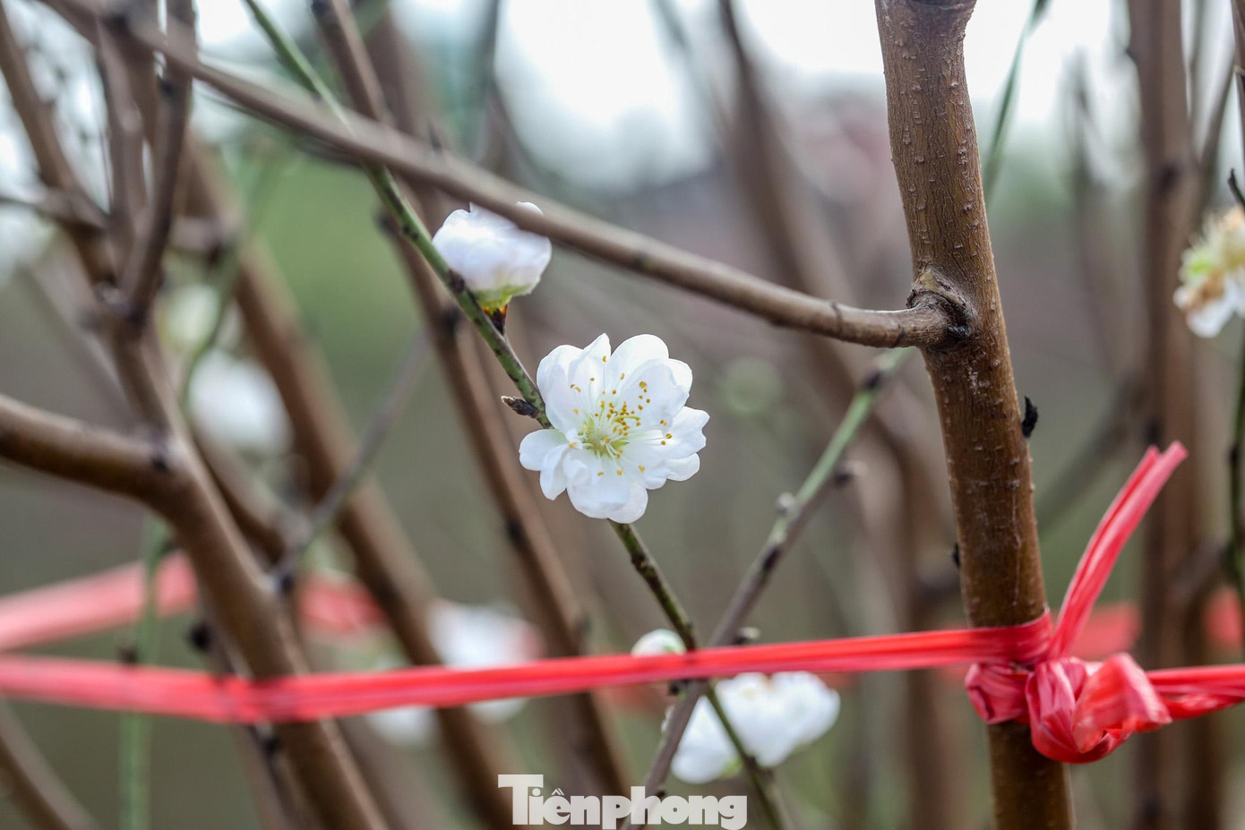 "Loài này rất khó trồng và chăm sóc, việc ép hoa nở đúng dịp Tết như những loài khác còn khó hơn", chủ vườn chia sẻ.