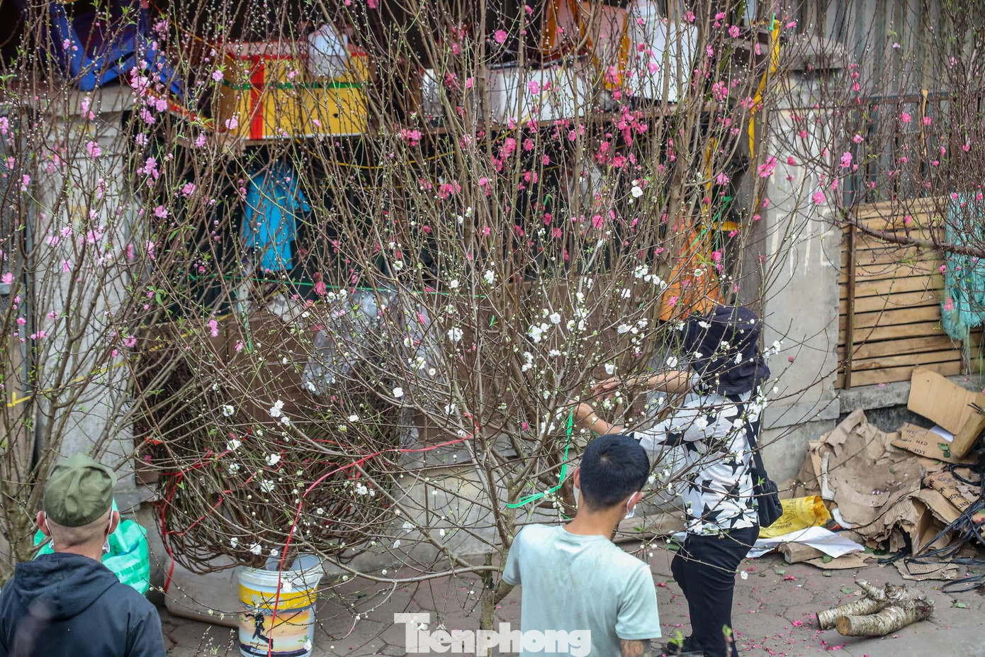 Với màu trắng tinh khôi, loài hoa này mang đến vẻ đẹp khác lạ so với đào truyền thống.