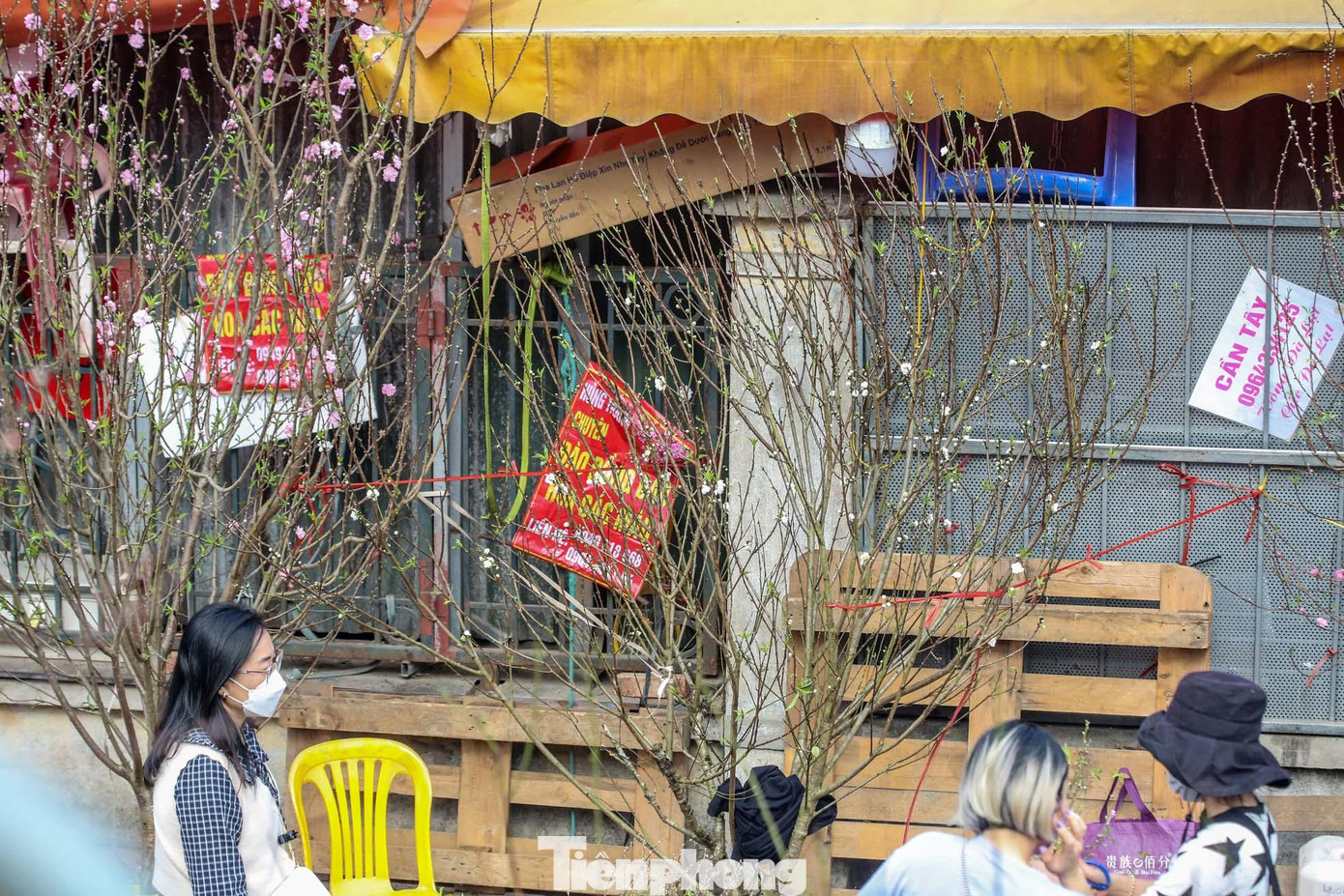 Thân cành bạch đào lại có màu xanh, chứ không đen như cành bích đào.