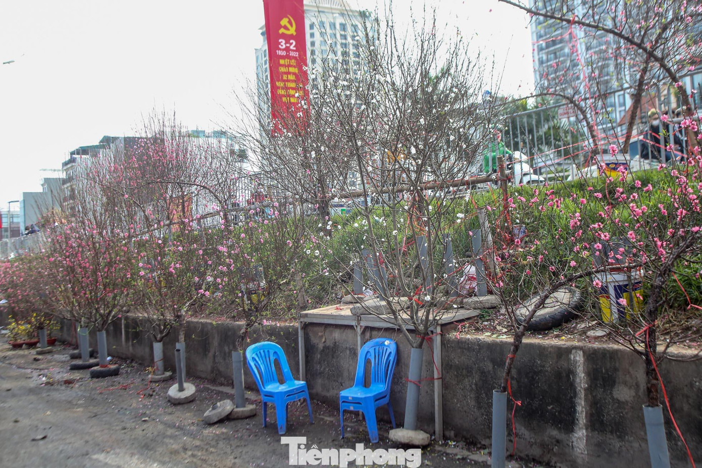 Ghi nhận tại chợ hoa Quảng An đầy màu sắc với cành đào đỏ thắm, tinh mắt mới nhìn ra một cành đào cánh trắng. Màu trắng như bông tuyết của loài này khiến nhiều người đi qua ngỡ ngàng, mê mẩn, thích thú.