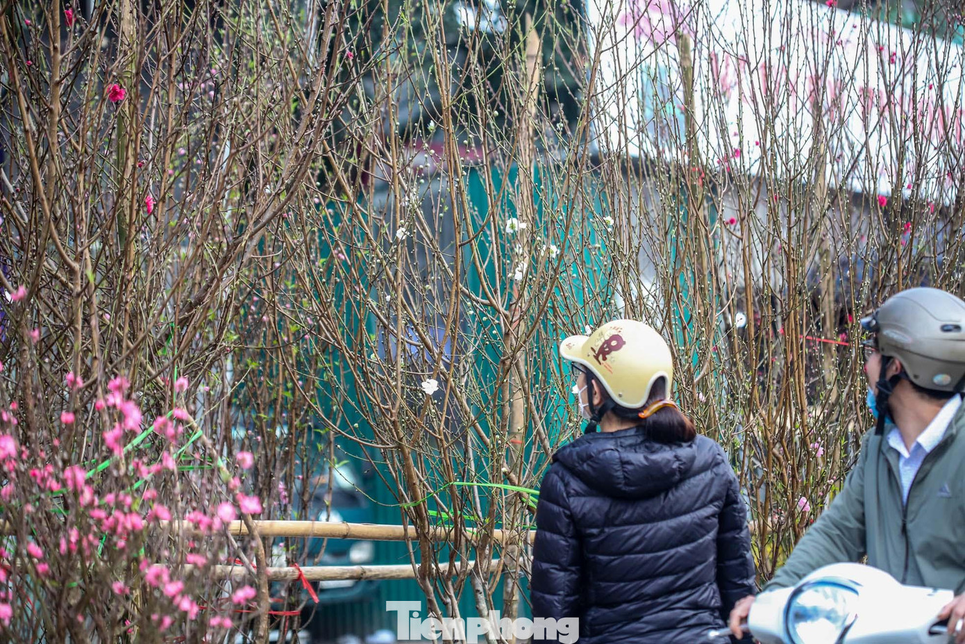 Tại đây cũng chỉ còn vài cành, giá của bạch đào cánh trắng đang được rao bán từ 2-4 triệu đồng cho một cành đào cao từ 1,5-3m.