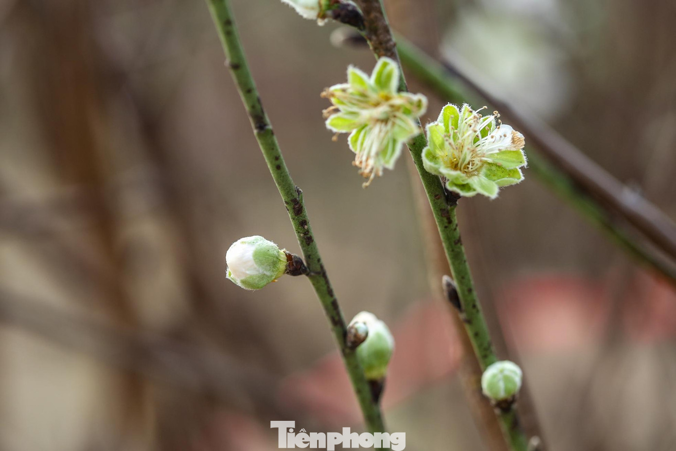 Đào cánh trắng ít được chơi hơn so với đào truyền thống, tuy nhiên vẫn là sản phẩm được nhiều người săn đón mỗi khi dịp Tết đến Xuân về.