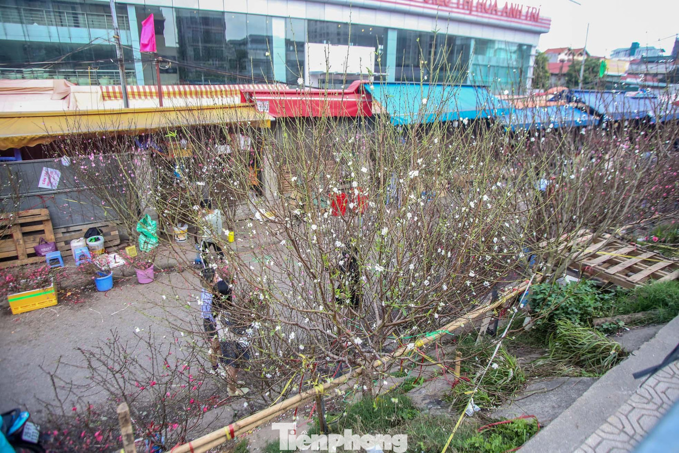 Nói đến hoa đào, người ta thường kể về các giống đào như thất thốn, đào phai, đào bích với bông hoa màu hồng, màu đỏ, còn loại đào cánh trắng thì ít người lại biết đến. Những người yêu thích loài này luôn săn tìm nó mỗi khi Tết đến Xuân về.