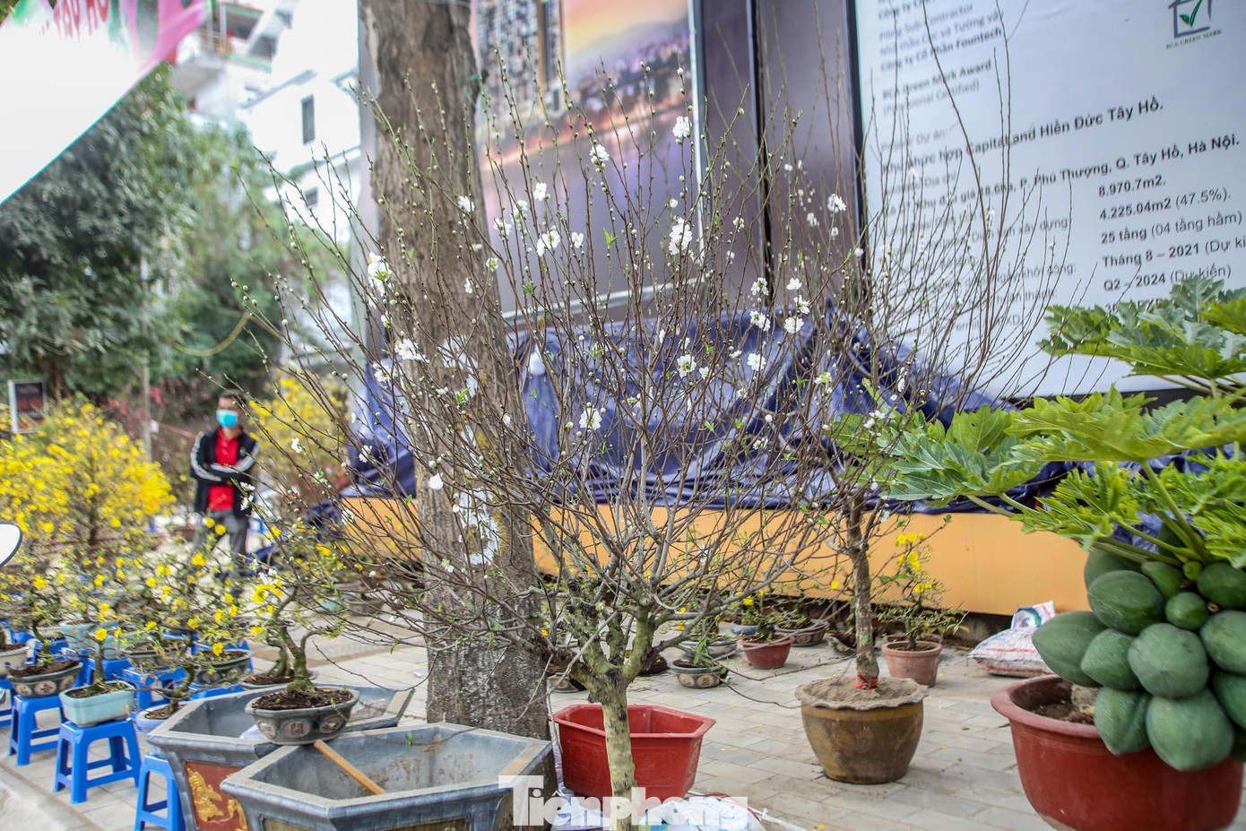 Một cành đào cánh trắng xuất hiện trên đường Lạc Long Quân (quận Tây Hồ, Hà Nội).