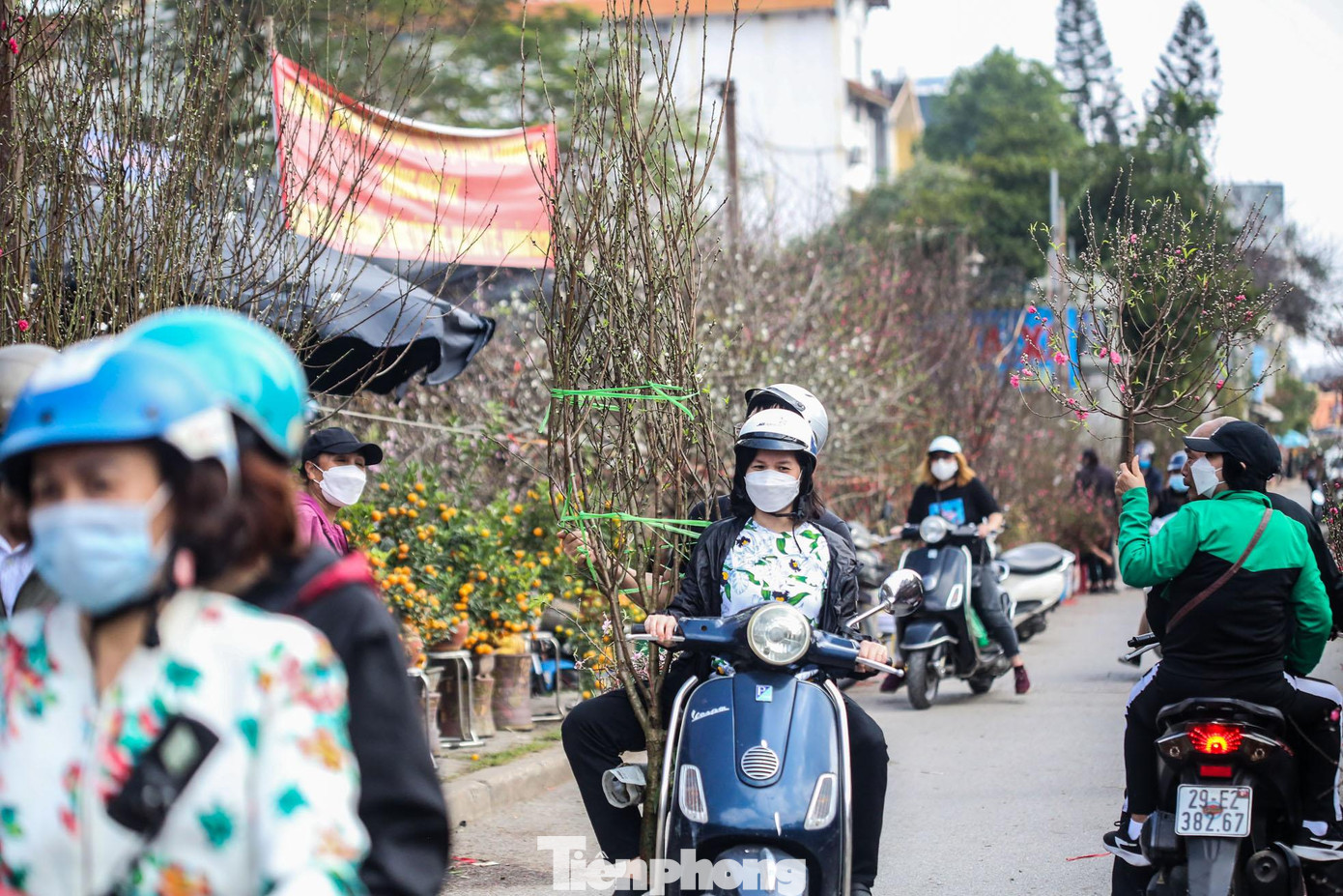 Những cây đào này được chủ vườn mang từ Sa Pa về trồng tại vườn Nhật Tân, đến cận Tết mang xuống phố phục vụ Thủ đô.