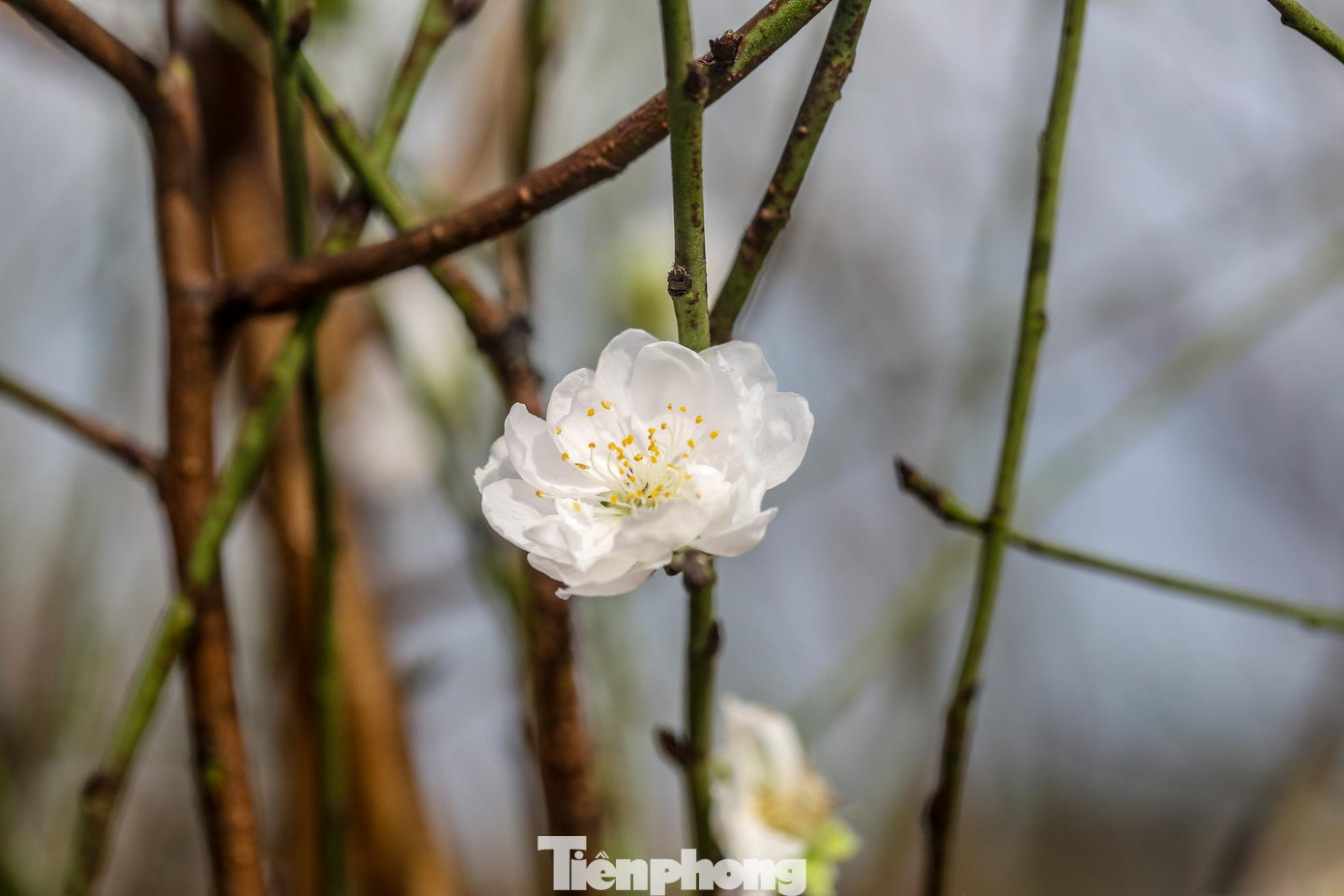 Cánh hoa màu trắng tuyết, nhụy màu nâu hoặc vàng. Trong khi các loại hoa đào khác không có mùi thơm thì hoa đào bạch đào lại có mùi hương thơm thoang thoảng rất hấp dẫn.