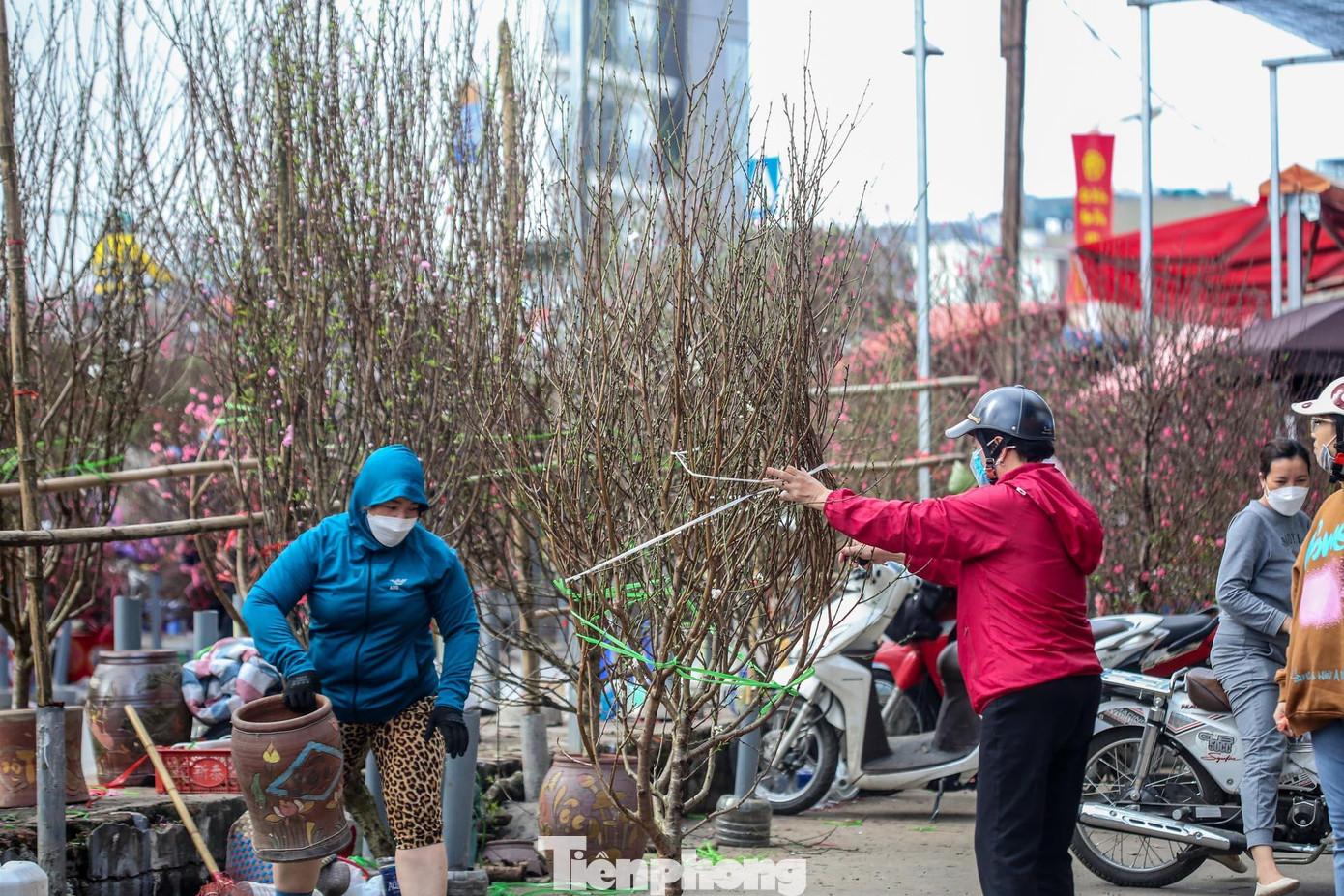 Loại này rất quý hiếm bởi vì rất khó trồng, vì vậy những người trồng đào lâu năm ở Nhật Tân cũng không mạo hiểm đầu tư vào loại đào này.