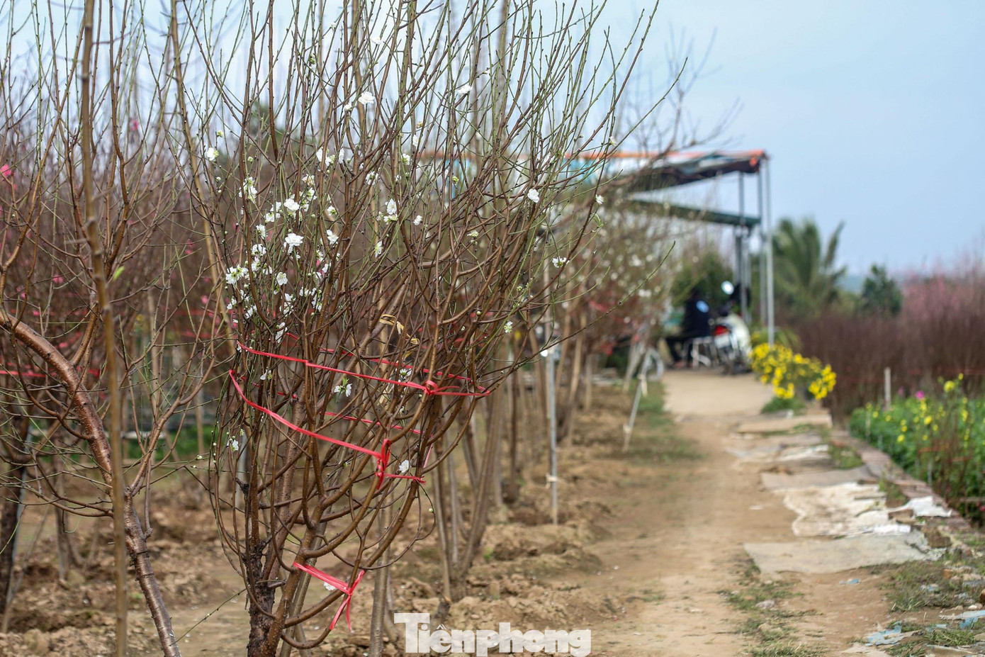 Tại vườn hoa Nhật Tân, chỉ một vài nhà vườn trồng loại này, các gốc đào cánh trắng ở đây đều đã có người đặt trước, một số gốc chờ ra hoa để tung ra thị trường.