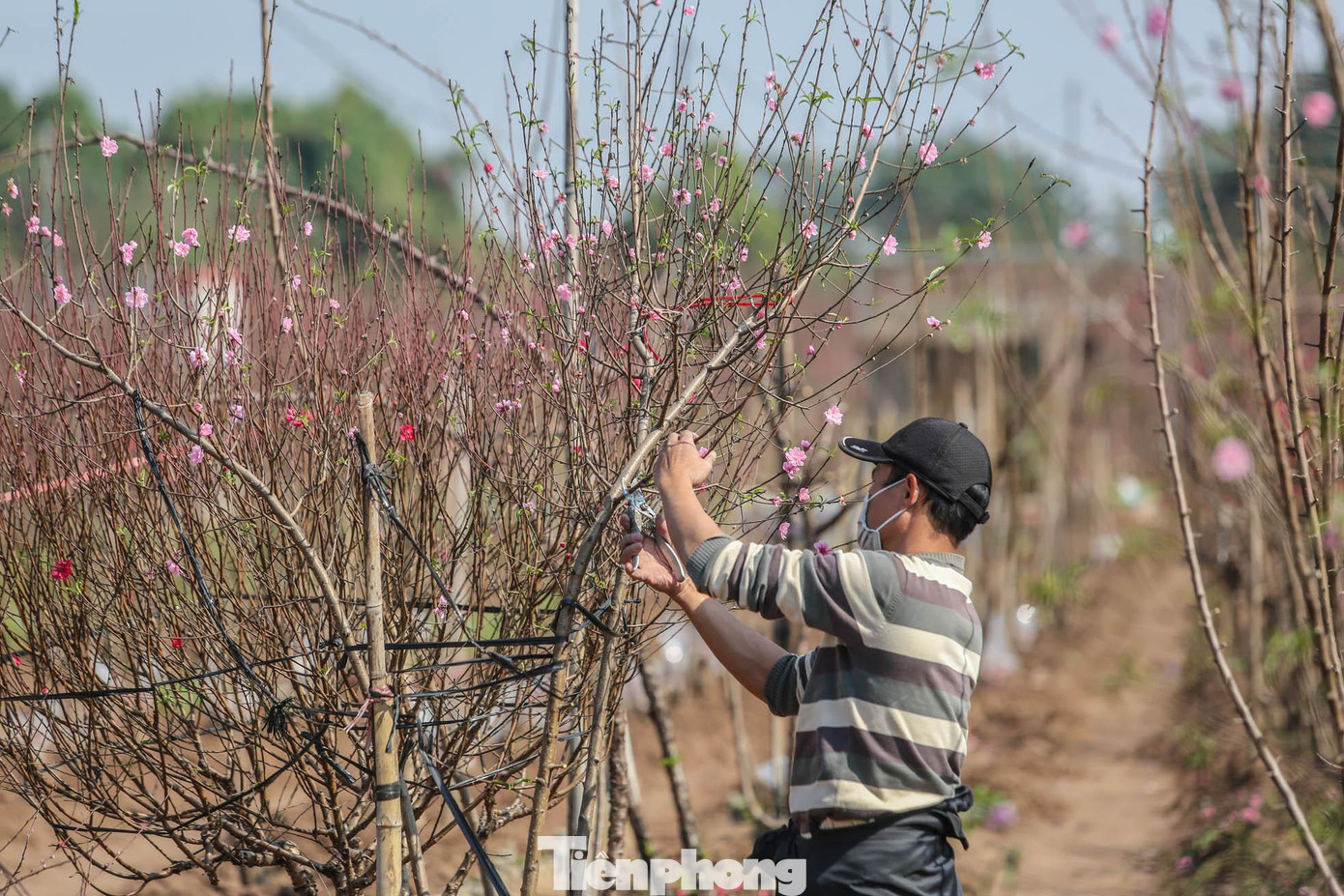 Những người nông dân liên tục tỉa lá, tỉa cành để có được sản phẩm đẹp nhất đem đi bán.