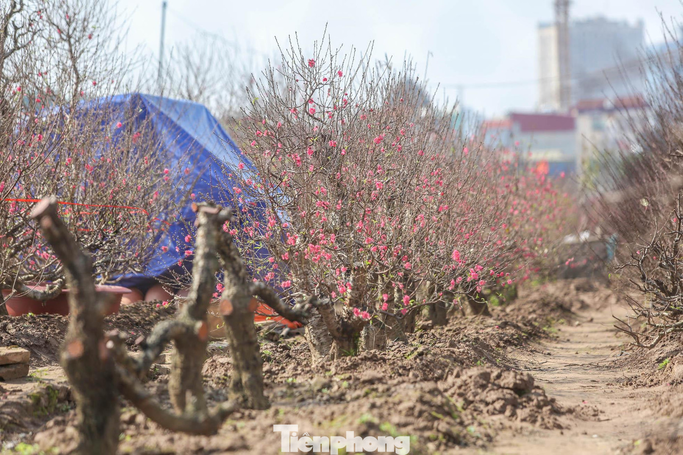 Ghi nhận của PV, màu đỏ đã phủ khắp các vườn đào tại Nhật Tân (quận Tây Hồ, Hà Nội), người dân hối hả chặt các cành đào đã nở đem đi bán; thương lái, người tiêu dùng tập nập đến vườn thu mua.