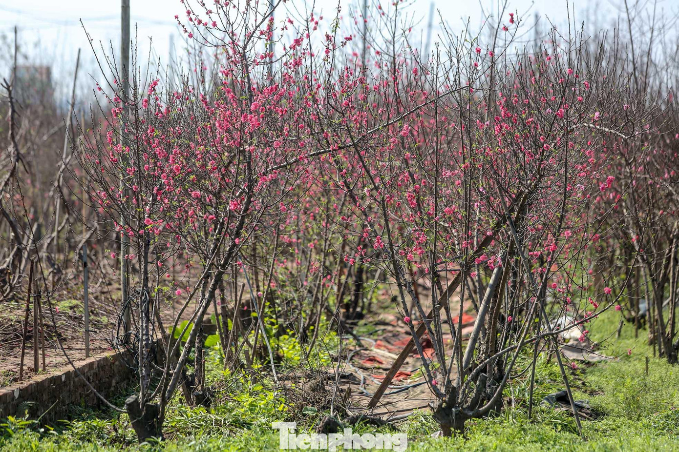 Các vườn đào ở làng nghề Nhật Tân đều nhuộm đỏ bởi màu hoa.