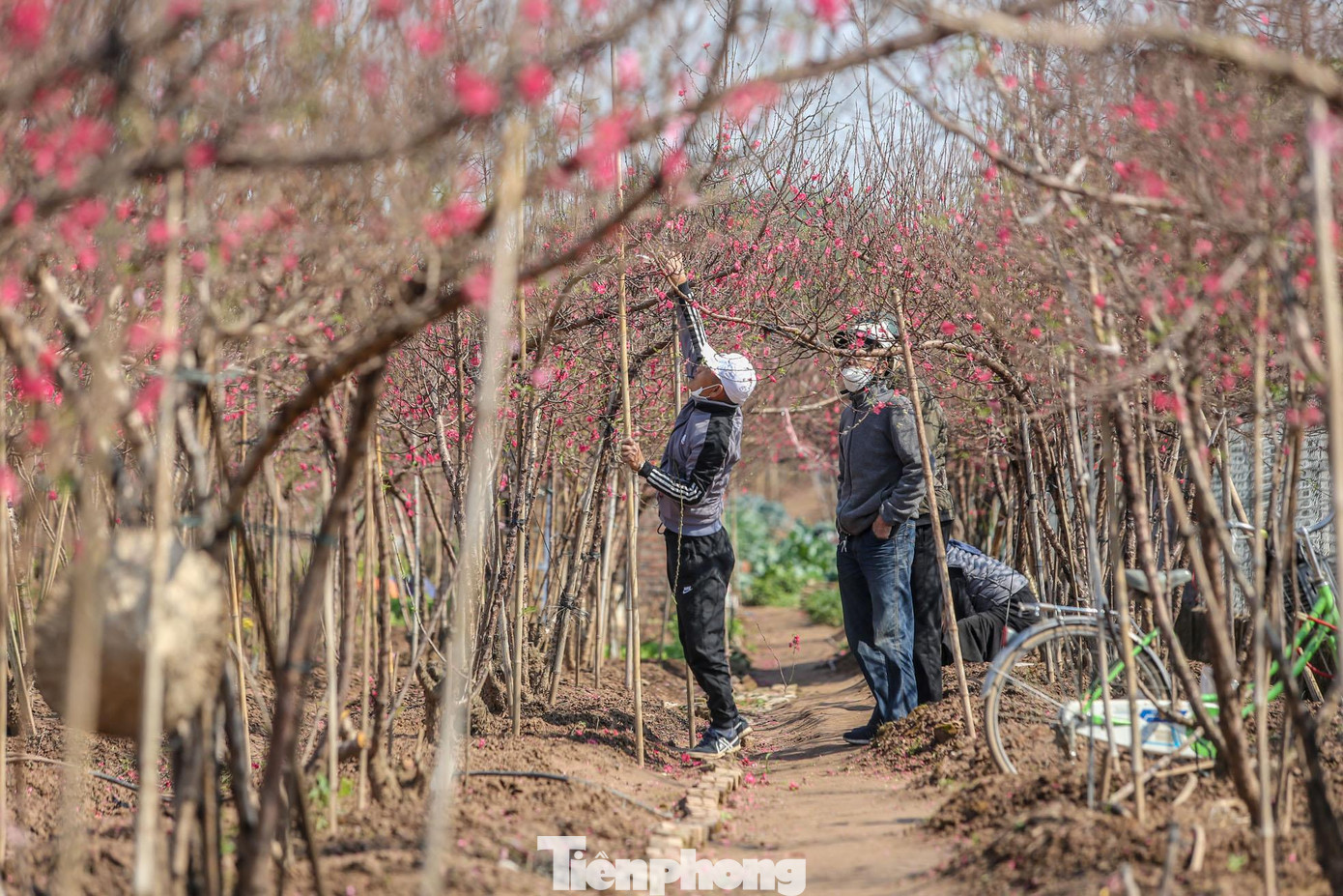Đào bích, đào phai được tiểu thương thu mua nhiều do mặt hàng phổ biến, dễ tiêu thụ.
