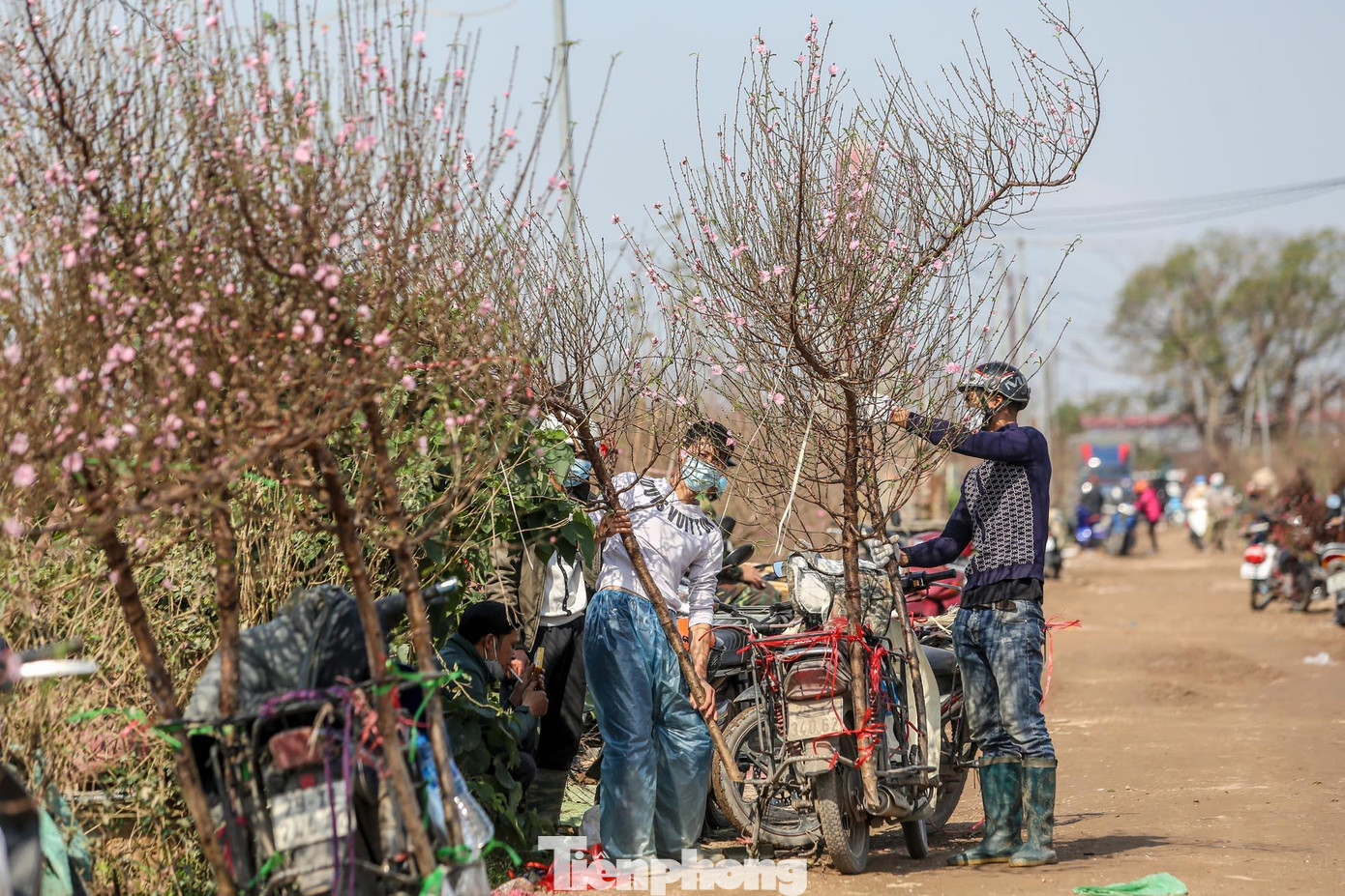 Tấp nập các thương lái đến vườn thu mua, chở đào ra chợ bán.