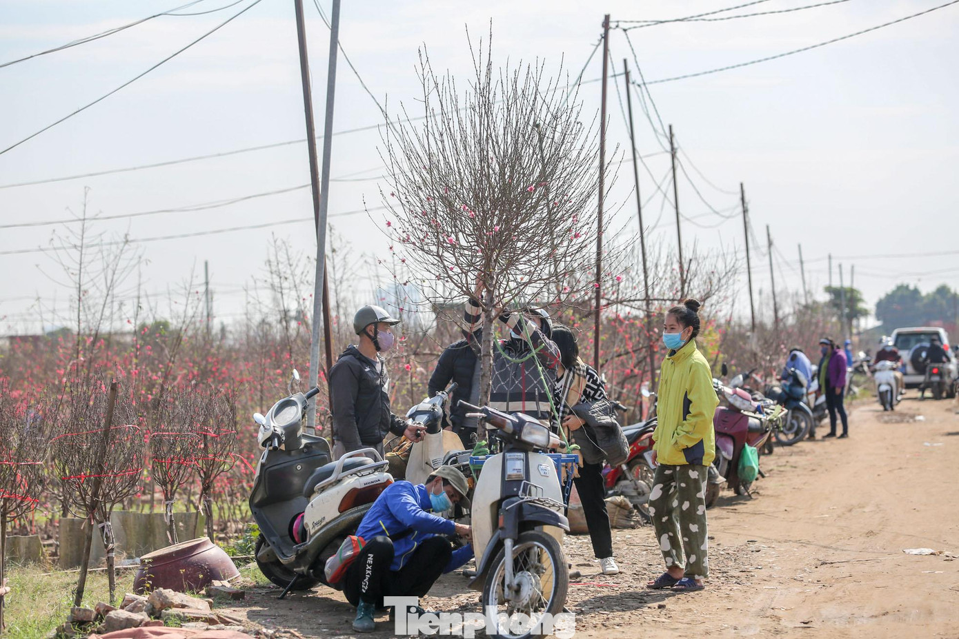 Cây đào đẹp lần lượt được mang ra khỏi vườn.