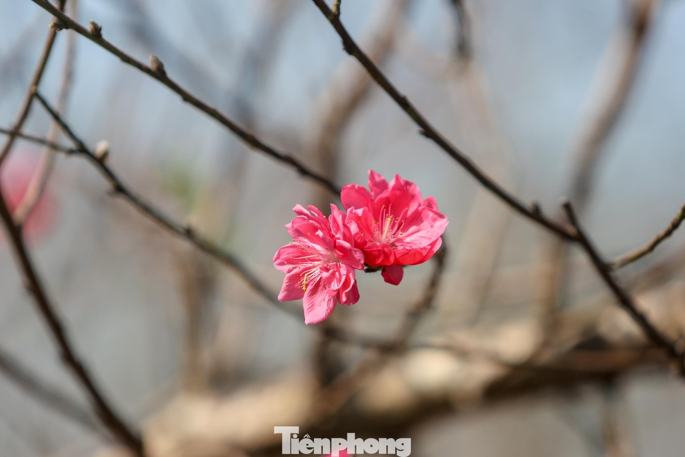 Đào bích nở rộ, bung sắc tại vườn đào Nhật Tân.