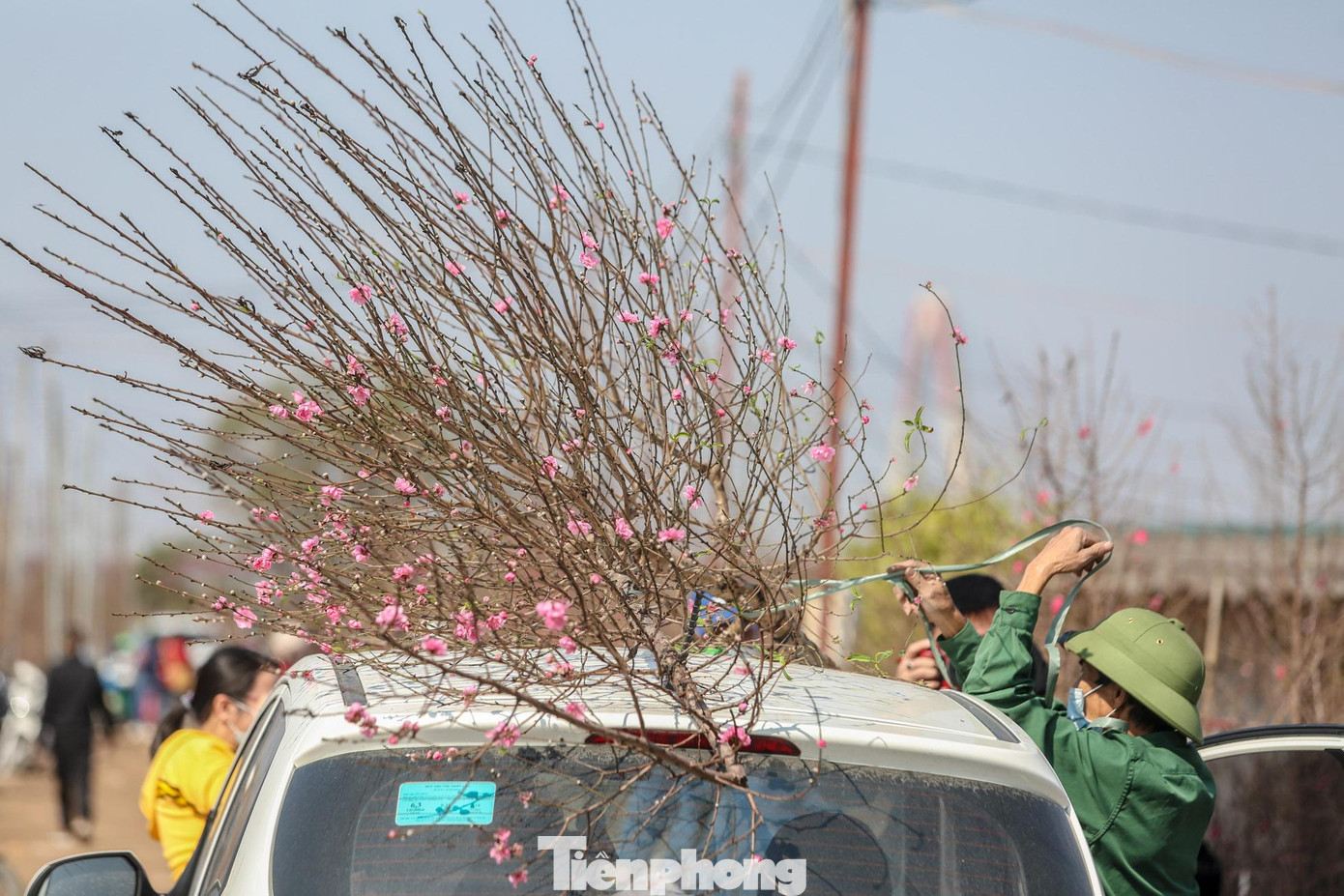 "Hoa nở rộ nên phải cắt đi bán vội, bán được giá nào hay giá ấy chứ không rụng hoa thì chỉ còn biết vứt đi", một chủ vườn đào ở Nhật Tân cho biết.