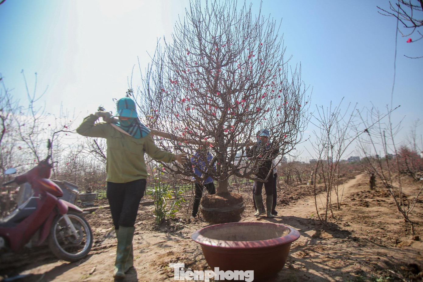 Đào bung nở, nhịp sống tại vườn đào Nhật Tân cũng hối hả hơn.