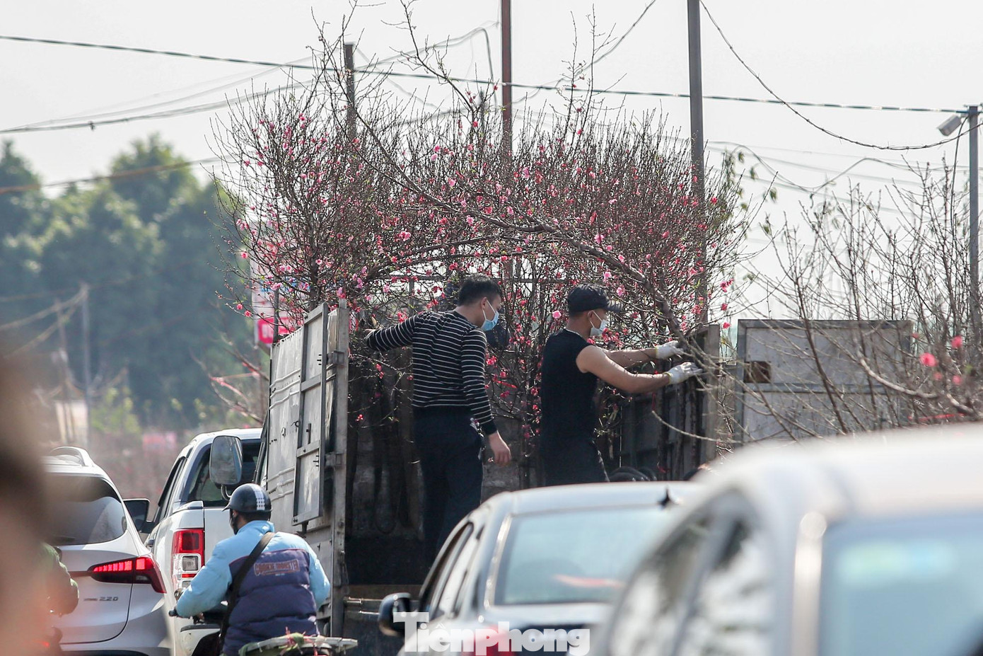 Tại vườn, phổ biến nhất là các cành đào được bán với giá từ 200.000-500.000 đồng/cành, các cành đào to đẹp được bán với giá khoảng 1-2 triệu đồng/cành.