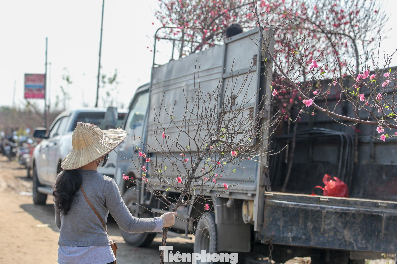 Những cành đào nhỏ được chủ vườn cắt đem đi bán.